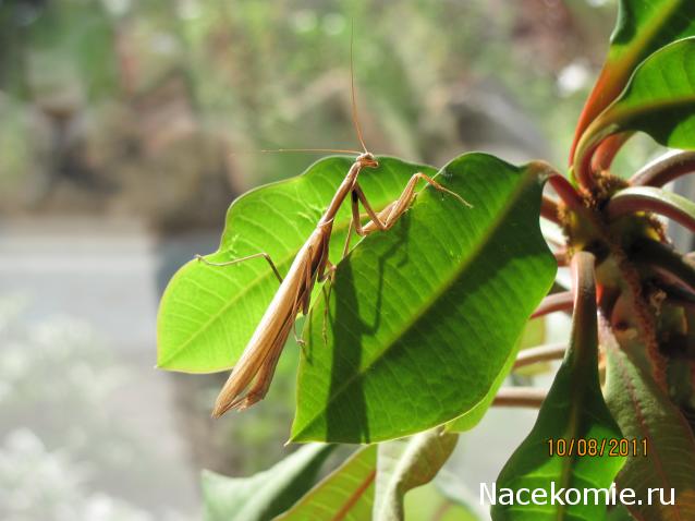 Фото насекомых (не из журнала)