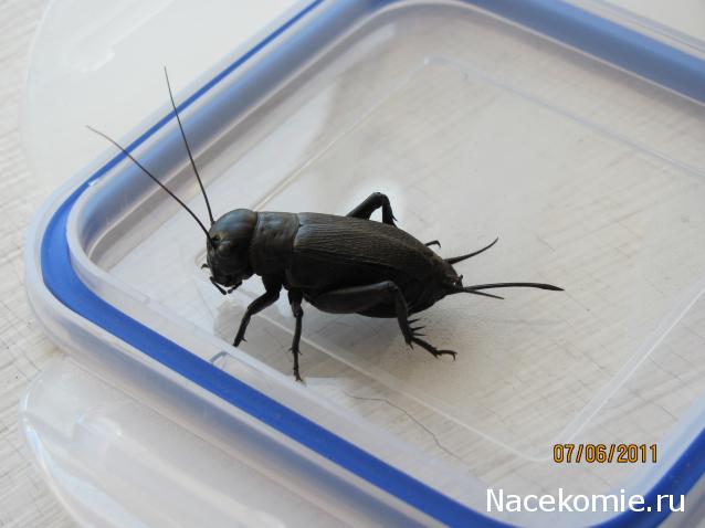 Фото насекомых (не из журнала)