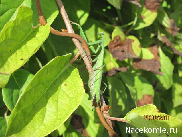 Фото насекомых (не из журнала)