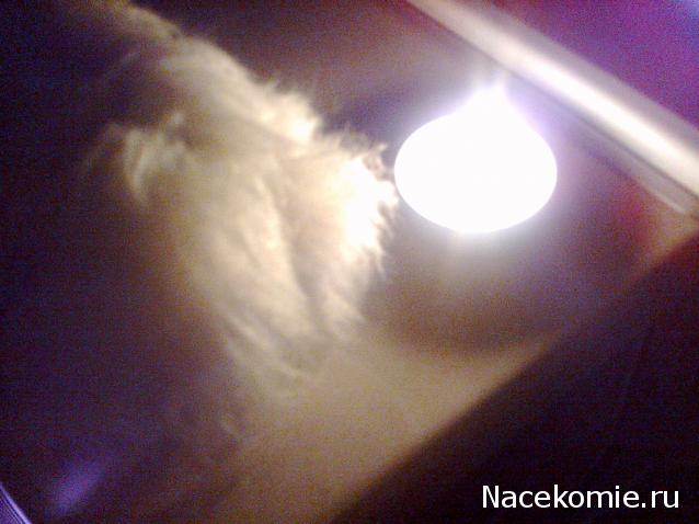 The Dog Collection Болталка