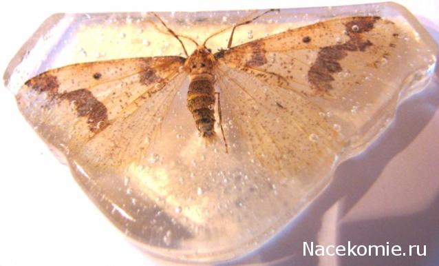 Самостоятельное коллекционирование насекомых