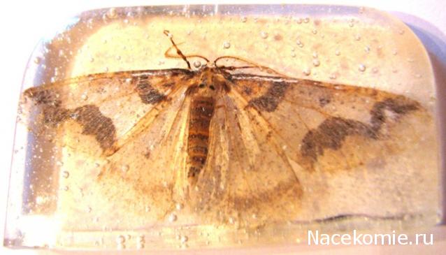 Самостоятельное коллекционирование насекомых