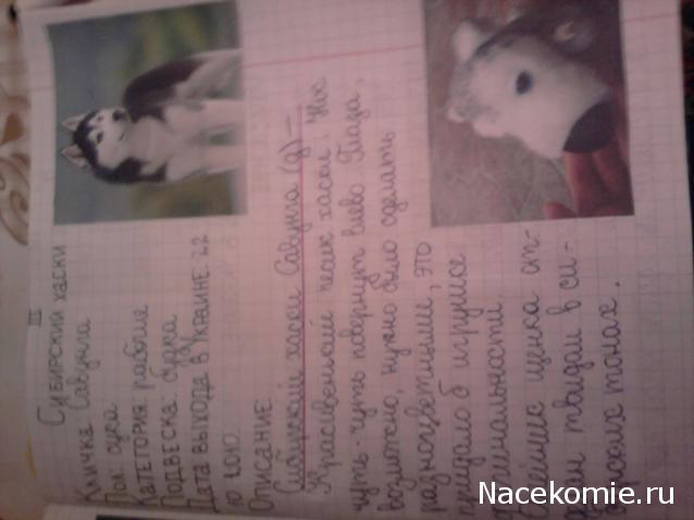 The Dog Collection Болталка