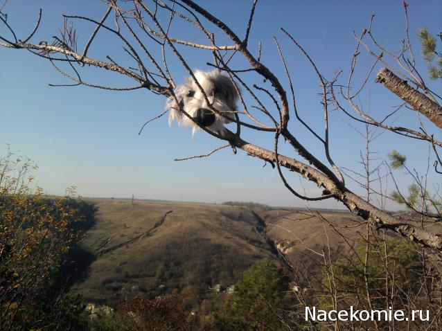 The Dog Collection Болталка