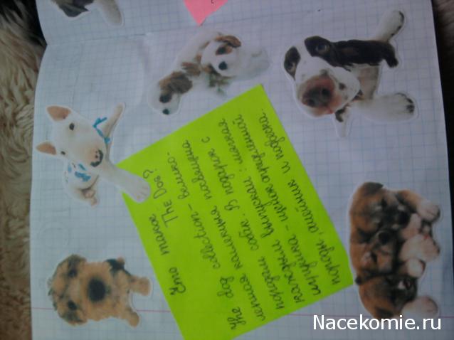 The Dog Collection Болталка