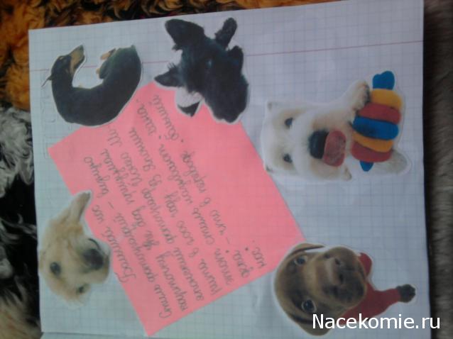 The Dog Collection Болталка