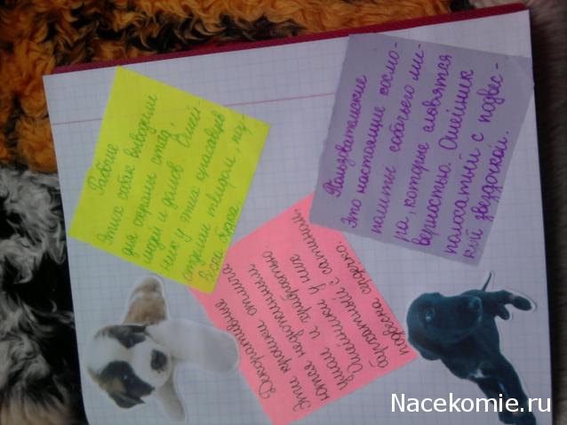 The Dog Collection Болталка