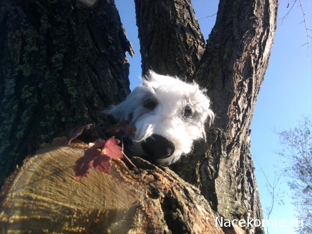 The Dog Collection Болталка