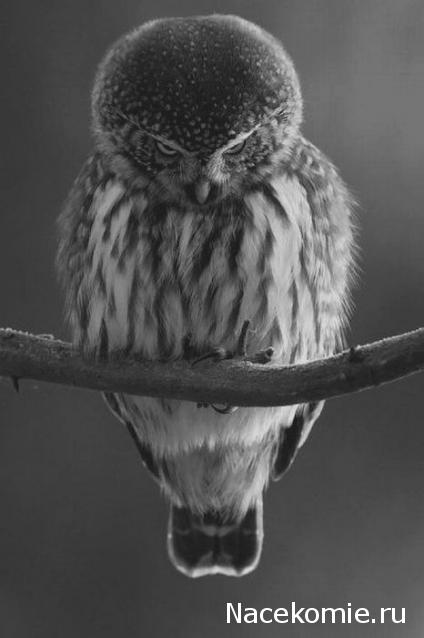 Дом Мечты Болталка: перезагрузка