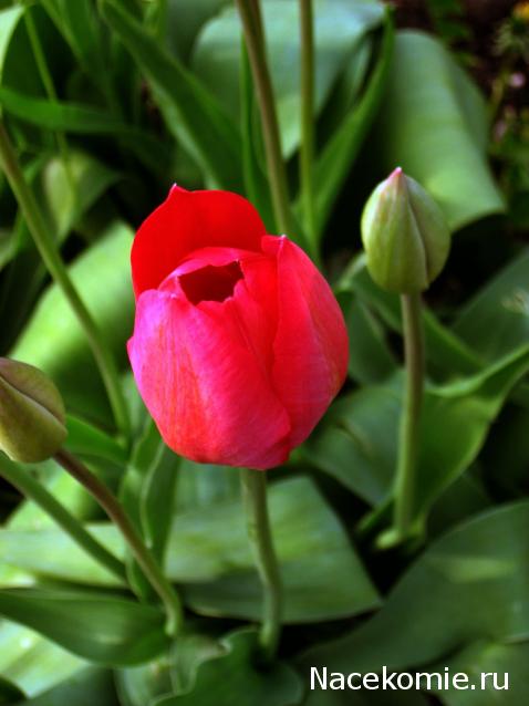 Дом Мечты наши дни рождения