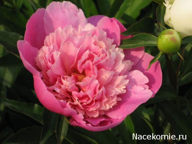 Дом Мечты наши дни рождения