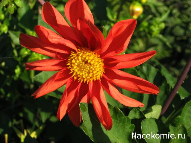 Дом Мечты наши дни рождения