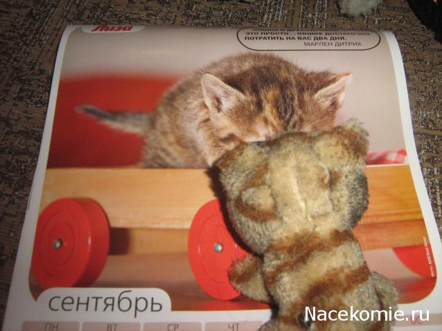 Кошкин дом. Болталка The Cat Collection