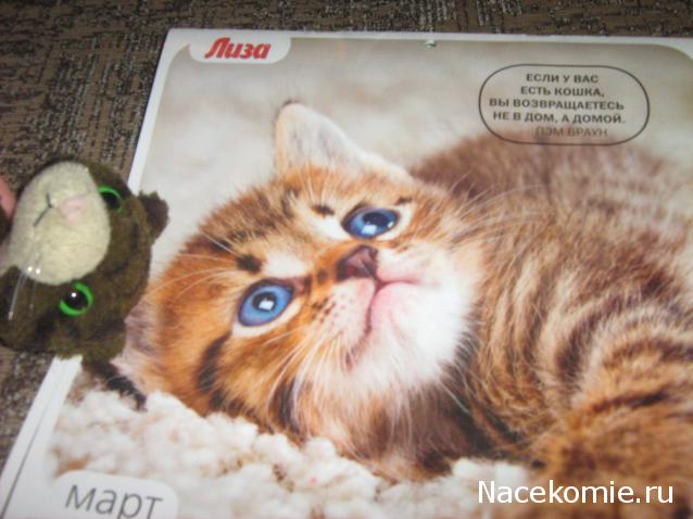 Кошкин дом. Болталка The Cat Collection