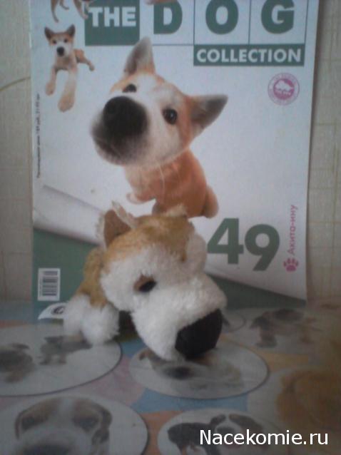 The Dog Collection №49 Акита-ину