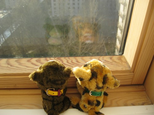 Кошкин дом. Болталка The Cat Collection