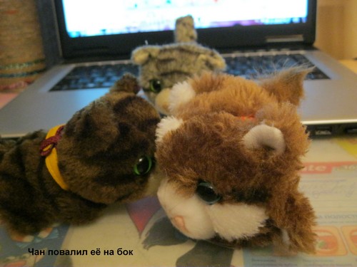 Кошкин дом. Болталка The Cat Collection