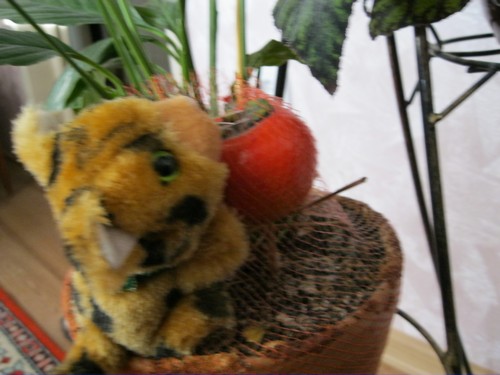 Кошкин дом. Болталка The Cat Collection