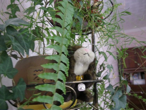 Кошкин дом. Болталка The Cat Collection