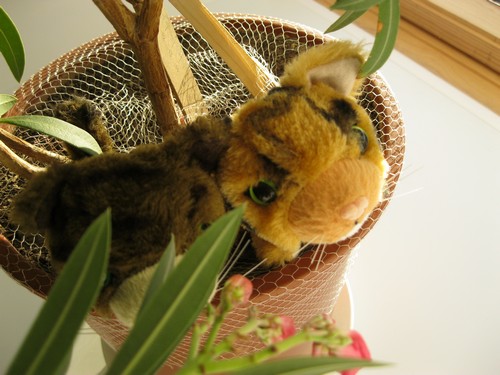 Кошкин дом. Болталка The Cat Collection