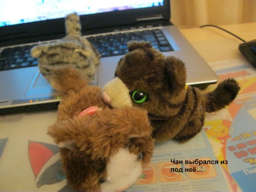 Кошкин дом. Болталка The Cat Collection