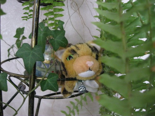 Кошкин дом. Болталка The Cat Collection