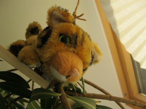 Кошкин дом. Болталка The Cat Collection