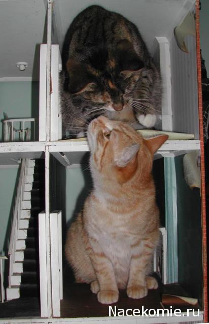 Дом Мечты Болталка: перезагрузка