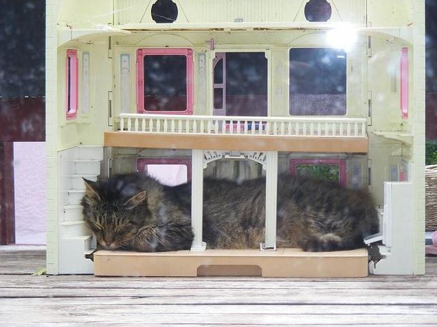 Дом Мечты Болталка: перезагрузка