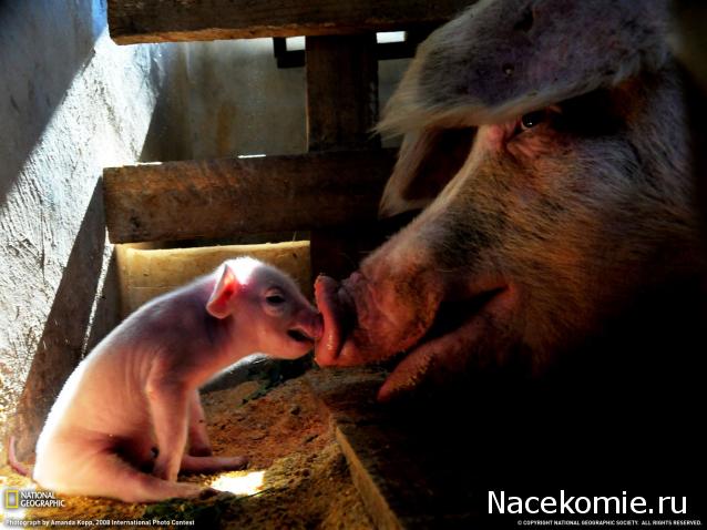 Дом Мечты Болталка: перезагрузка