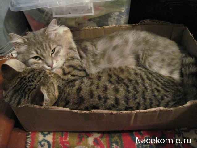 Дом Мечты и Новогодний Санта