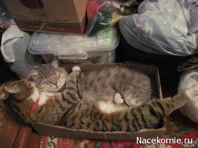 Дом Мечты и Новогодний Санта