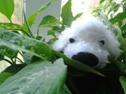 The Dog Collection Болталка