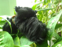 The Dog Collection Болталка