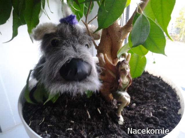 The Dog Collection Болталка