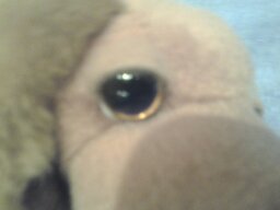 The Dog Collection Болталка