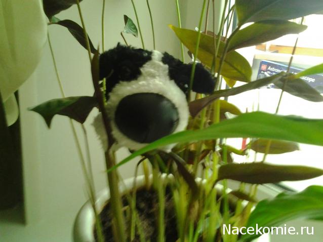 The Dog Collection Болталка