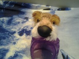 The Dog Collection Болталка