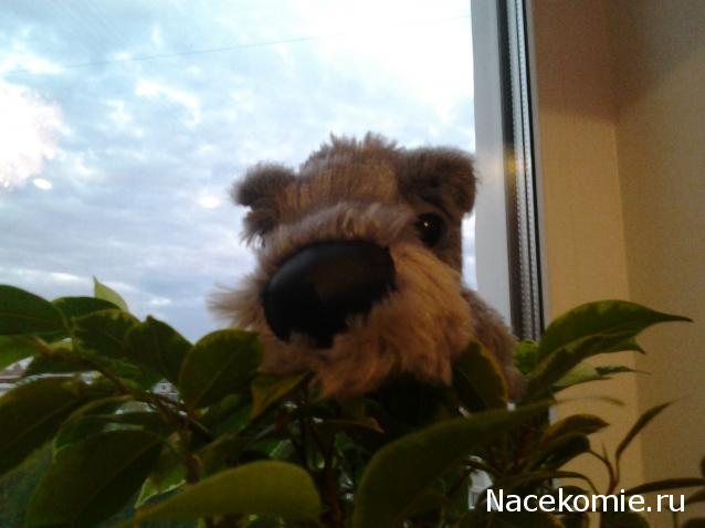 The Dog Collection Болталка