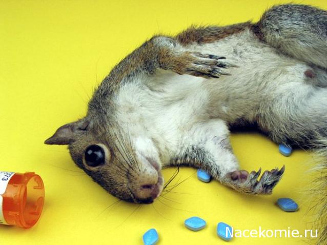 Дом Мечты Болталка: перезагрузка