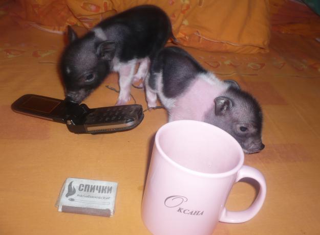 Дом Мечты Болталка: перезагрузка