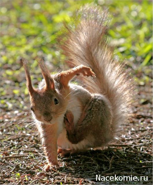 Дом Мечты Болталка: перезагрузка