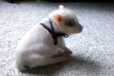 Дом Мечты Болталка: перезагрузка