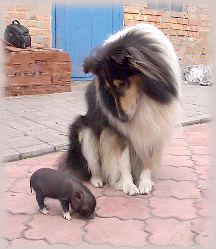 Дом Мечты Болталка: перезагрузка