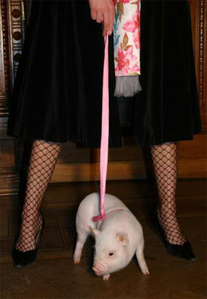 Дом Мечты Болталка: перезагрузка