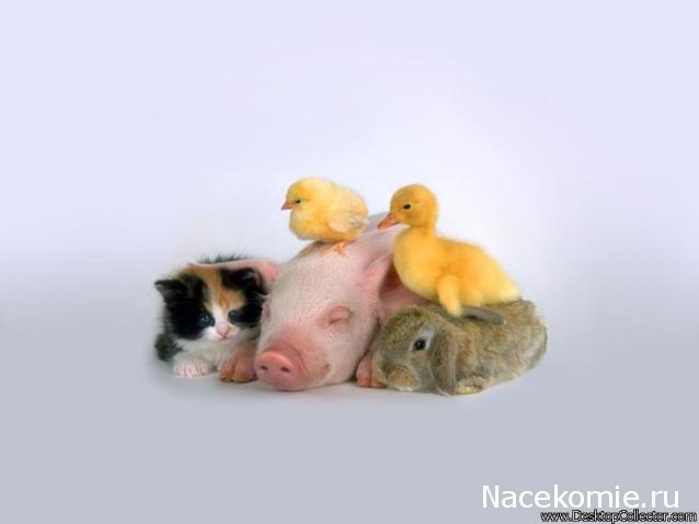 Дом Мечты Болталка: перезагрузка