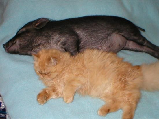 Дом Мечты Болталка: перезагрузка