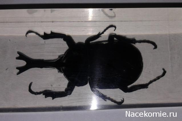 Насекомые №77 Японский жук-носорог (Allomyrina dichotoma)