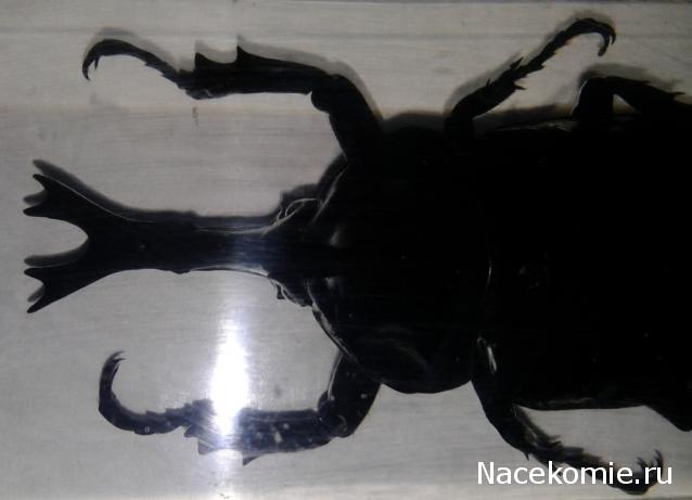 Насекомые №77 Японский жук-носорог (Allomyrina dichotoma)