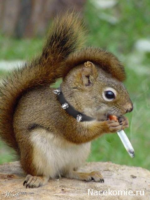 Дом Мечты Болталка: перезагрузка